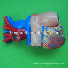ISO Life Größe Menschliches Herz Modell, Adult Herz Modell
